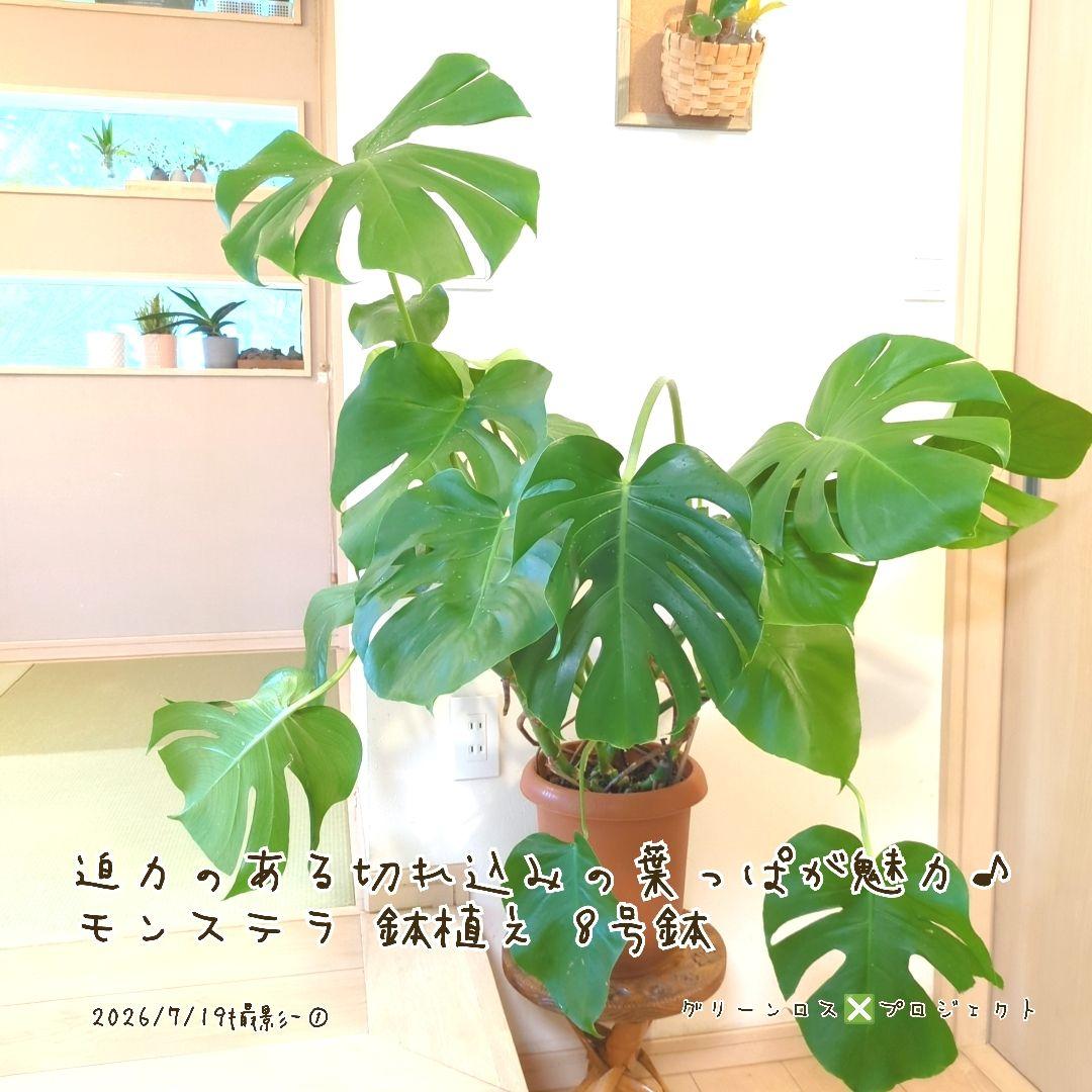 【B級品/大型観葉植物】迫力のある切れ込み葉が魅力♪モンステラ 鉢植え8号鉢 ① 画像3
