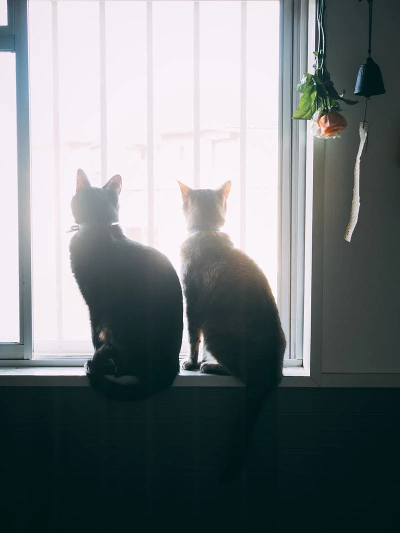 猫用品 トイレ セット